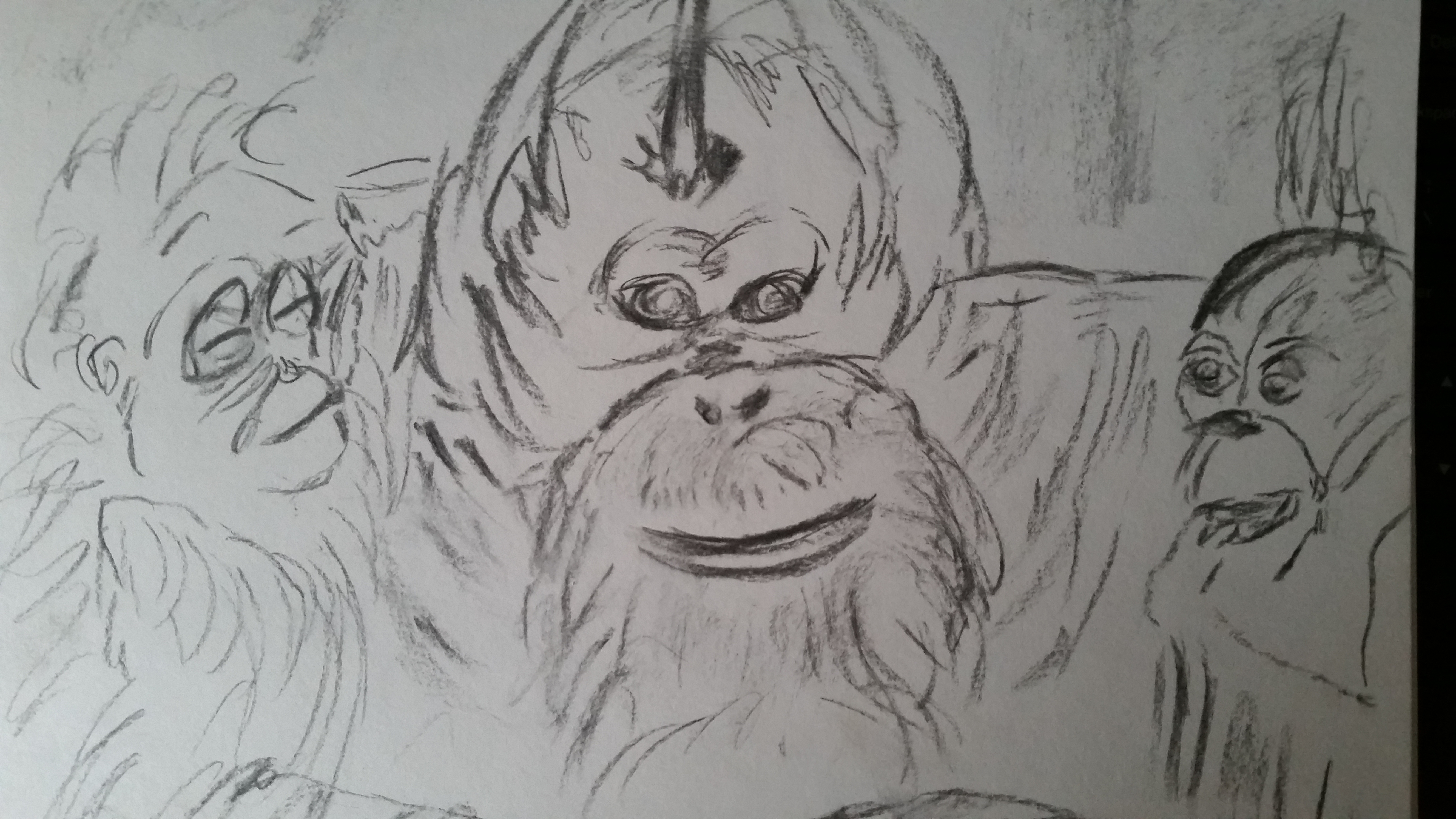 orangutang drawing